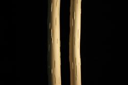 Salix cinerea. Dense and long wood ridges.
 Image: D. Glenny © Landcare Research 2020 CC BY 4.0
